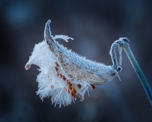 Frosted