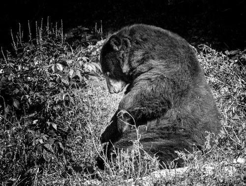 Ours