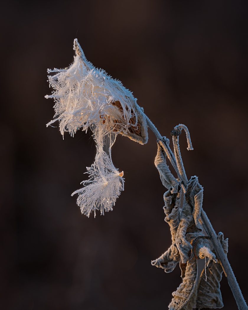 Impression 12 x 15 sur papier Juniper Baryta Rag